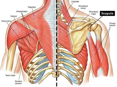 Anatomical illustration of the shoulder blade and rotator cuff muscles demonstrating the structures commonly affected by shoulder impingement and rotator cuff injuries.
